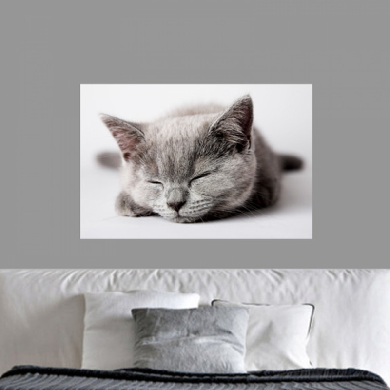 Πίνακας σε καμβά με Ζώα Sleepy cat